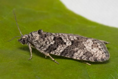 Cnephasia communana (obaleč listový)