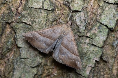 Hypena proboscidalis (zobonosec kopřivový)