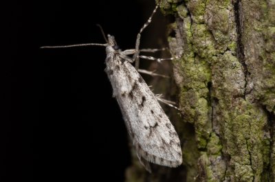 Diurnea fagella (šedivěnka jarní)