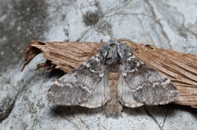 Drymonia ruficornis (hřbetozubec dubový)
