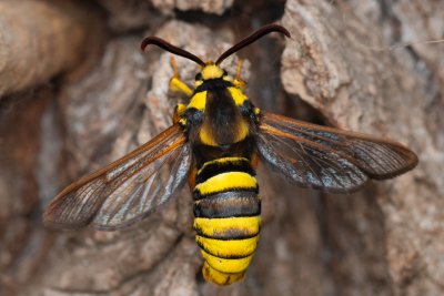 Sesia apiformis (nesytka sršňová)