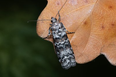Dioryctria abietella (zavíječ smrkový)