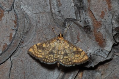Anania verbascalis (zavíječ diviznový)