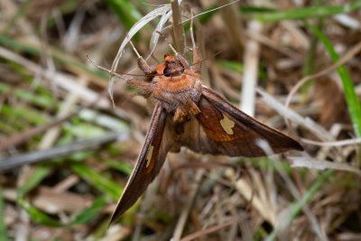 Autographa bractea (kovolesklec jestřábníkový)