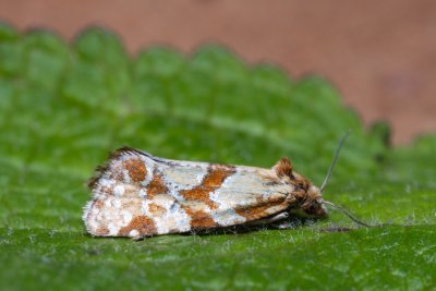 Aethes hartmanniana (obalečík hlaváčový)