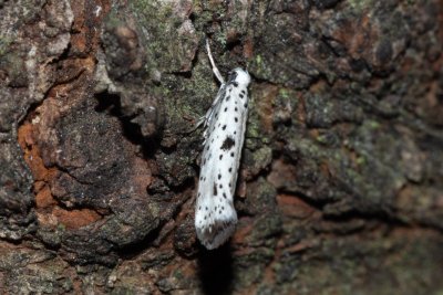 Yponomeuta plumbella (předivka menší)