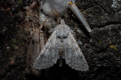 Aporophyla canescens (-)