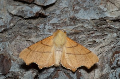 Ennomos erosaria (zejkovec lipový)