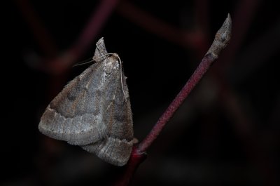 Theria rupicapraria (tmavoskvrnáč březnový)