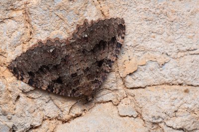 Triphosa dubitata (píďalka jeskynní)