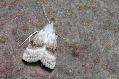 Meganola albula (drobnuška ostružiníková)