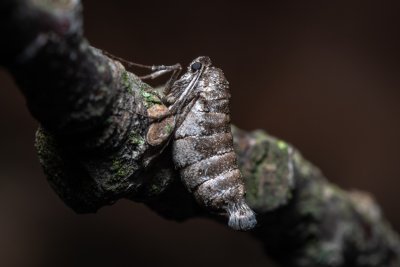 Alsophila aescularia (hedvábnice jarní)