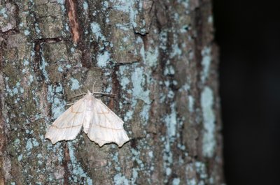 Ennomos sp.