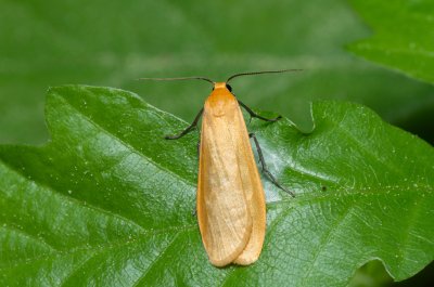 Eilema sororcula (lišejníkovec žlutý)