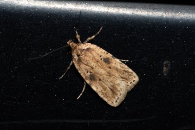 Agonopterix arenella (plochuška lopuchová)