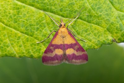 Pyrausta sanguinalis (zavíječ krvavý)