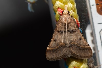 Stemmatophora brunnealis (-)