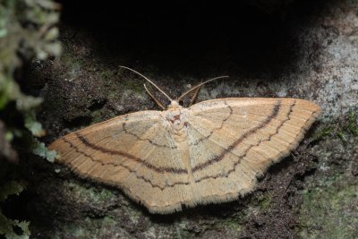 Cyclophora linearia (očkovec bukový)