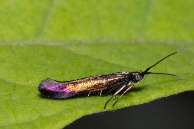 Coleophora alcyonipennella (pouzdrovníček chrpový)