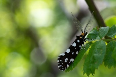 Euplocamus anthracinalis (mol ozdobný)