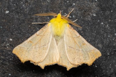Ennomos alniaria (zejkovec olšový)