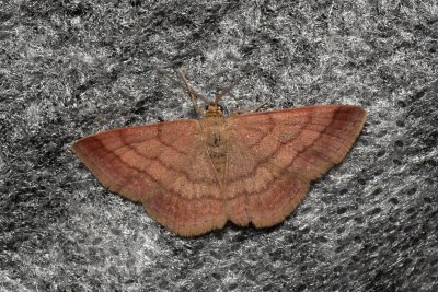 Scopula rubiginata (vlnopásník hnědonachový)