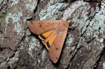 Noctua pronuba (osenice šťovíková)