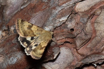Heliothis viriplaca (černopáska štětková)
