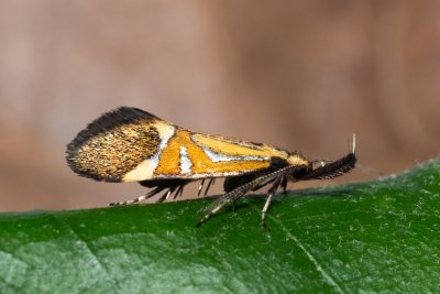 Alabonia staintoniella (krásněnka jarní)