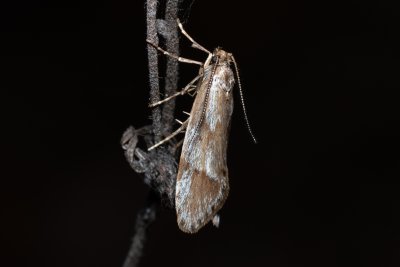 Diurnea lipsiella (šedivěnka podzimní)