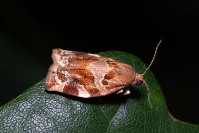Archips xylosteana (obaleč třešňový)
