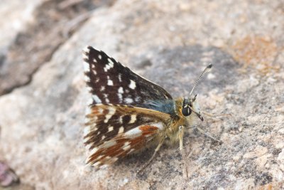 Spialia sertorius (soumračník skořicový)