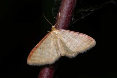 Idaea humiliata (žlutokřídlec červenočárný)