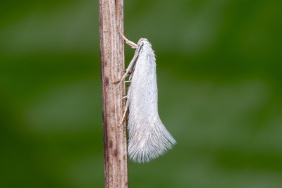 Elachista argentella (trávníček stříbrný)