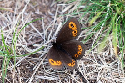 Erebia medusa (okáč rosíčkový)