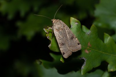 Noctua orbona (osenice černoskvrnná)