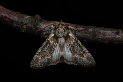 Polyploca ridens (můřice dubová)