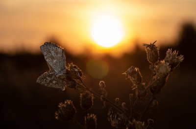 Polyommatus coridon (modrásek vikvicový), PP Černice