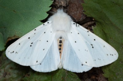 Spilosoma lubricipeda (přástevník mátový)