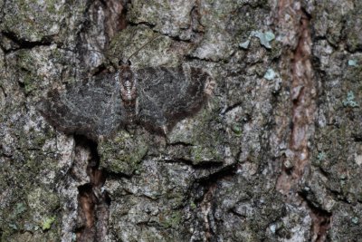 Pasiphila chloerata (píďalička trnková)