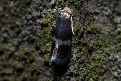 Nepticulidae sp.