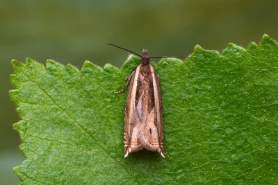 Ancylis apicella (-)