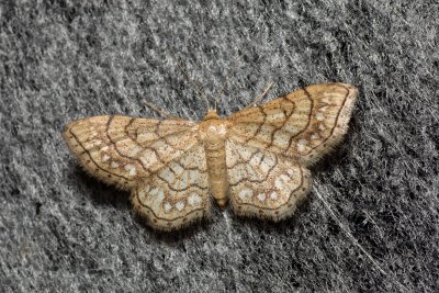 Idaea moniliata (žlutokřídlec běloskvrnný)