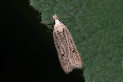 Nothris verbascella (makadlovka diviznová)