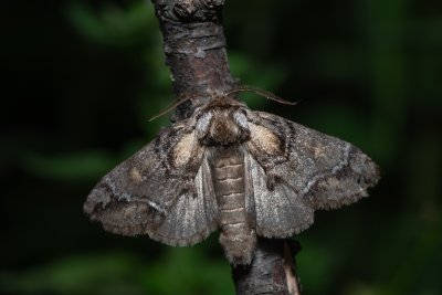Drymonia velitaris (hřbetozubec jižní)
