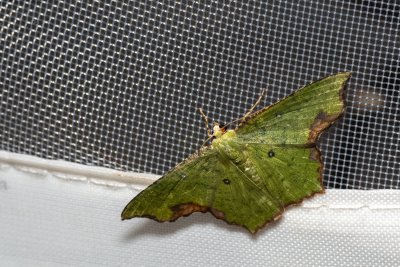 Dooabia puncticostata (-)