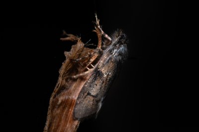 Dasystoma salicella (šedivěnka jívová)