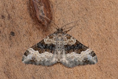 Epirrhoe galiata (píďalka úzkopruhá)