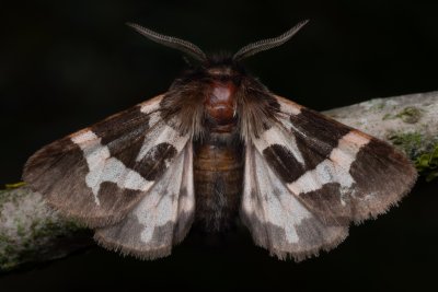 Watsonarctia casta (přástevník mařinkový)