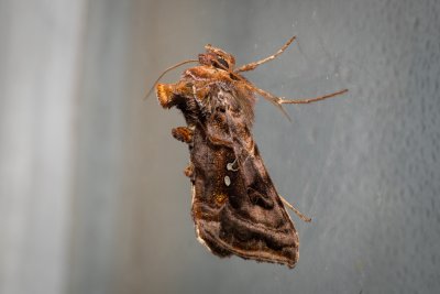 Autographa pulchrina (kovolesklec brusnicový)